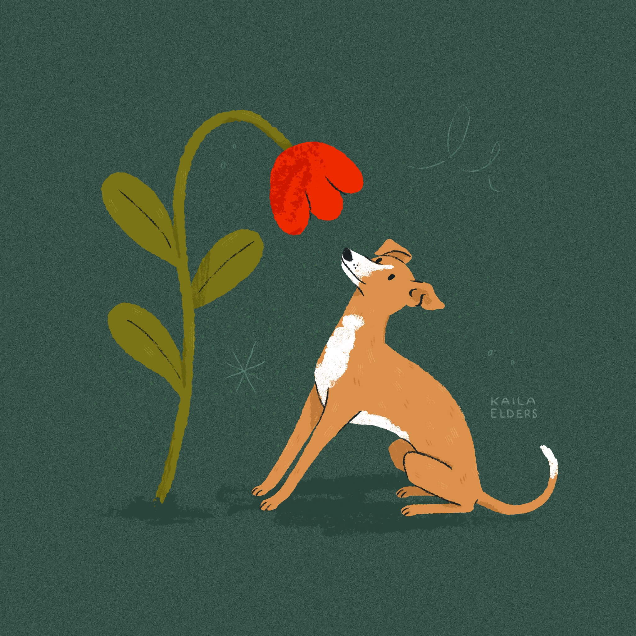 An illustration of a tan and white Italian Greyhound sitting and leaning backwards to smell a large red flower that’s looming over it. The background is a dark foresty green.