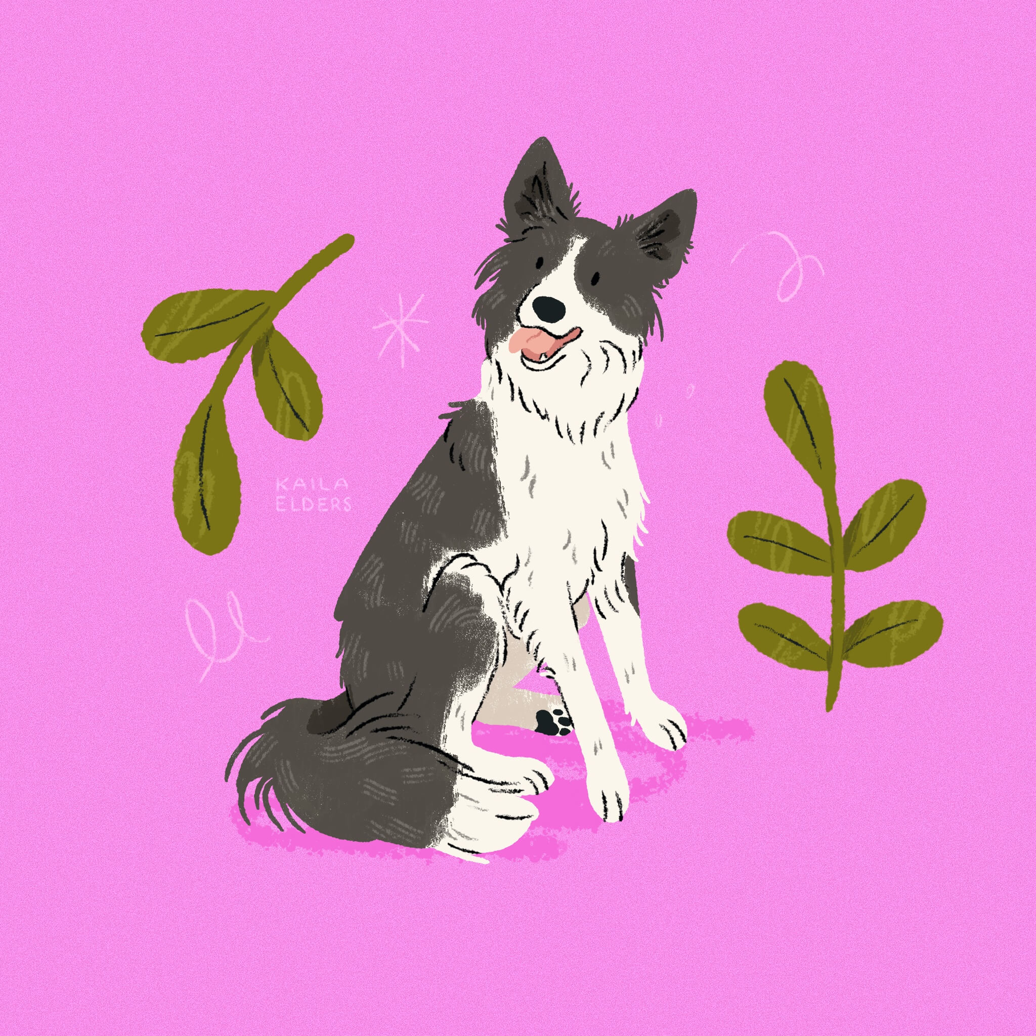 An illustration of a black and white Border Collie dog sitting with its mouth open on a bright pink background, with two leafy green branches accenting either side of it.