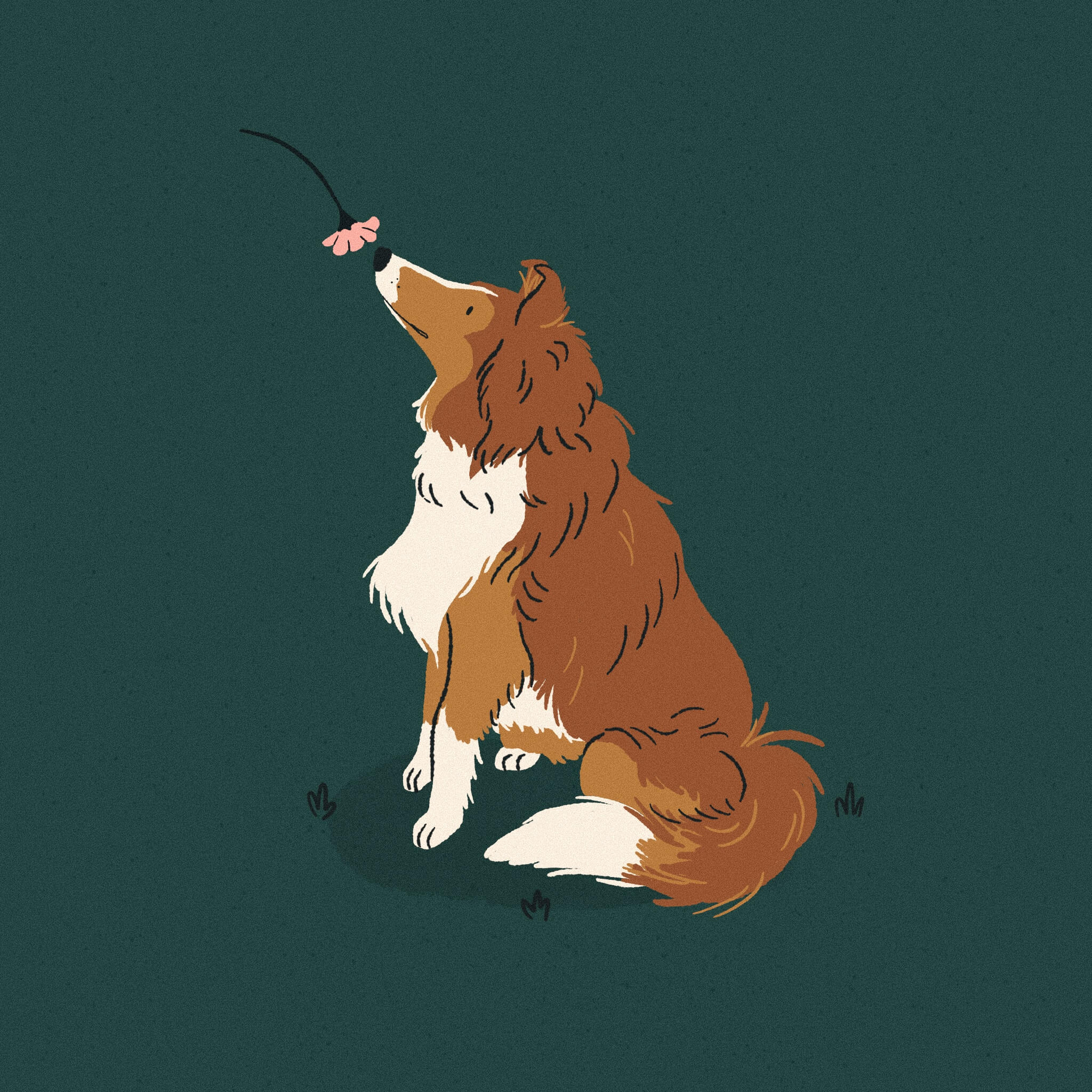 An illustration of a shetland sheepdog sitting and smelling a pink flower. The background is a dark bluey green.