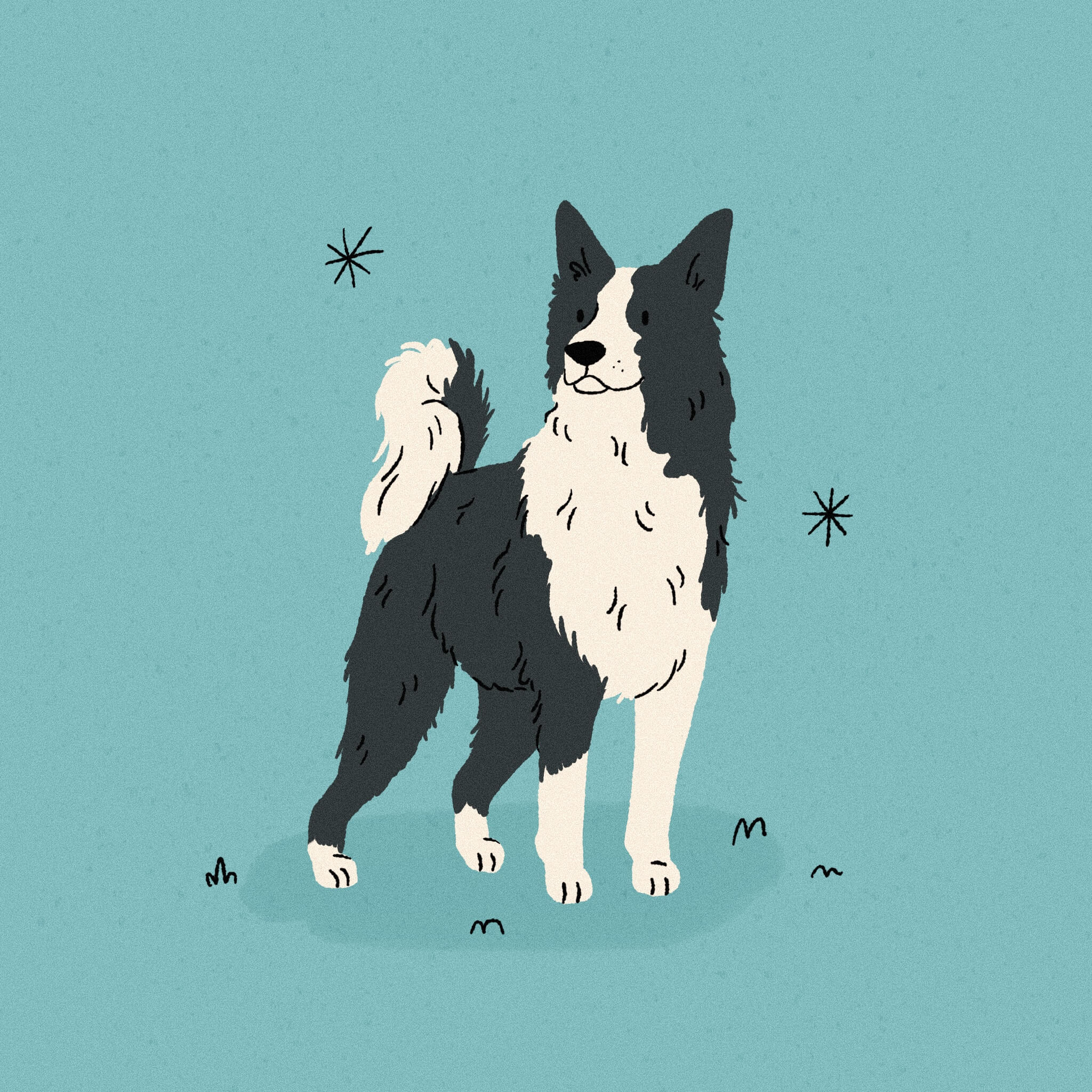 An illustration of a black and white Karelian Bear dog standing proudly on a bright blue background. Its tail is curled up over its back.