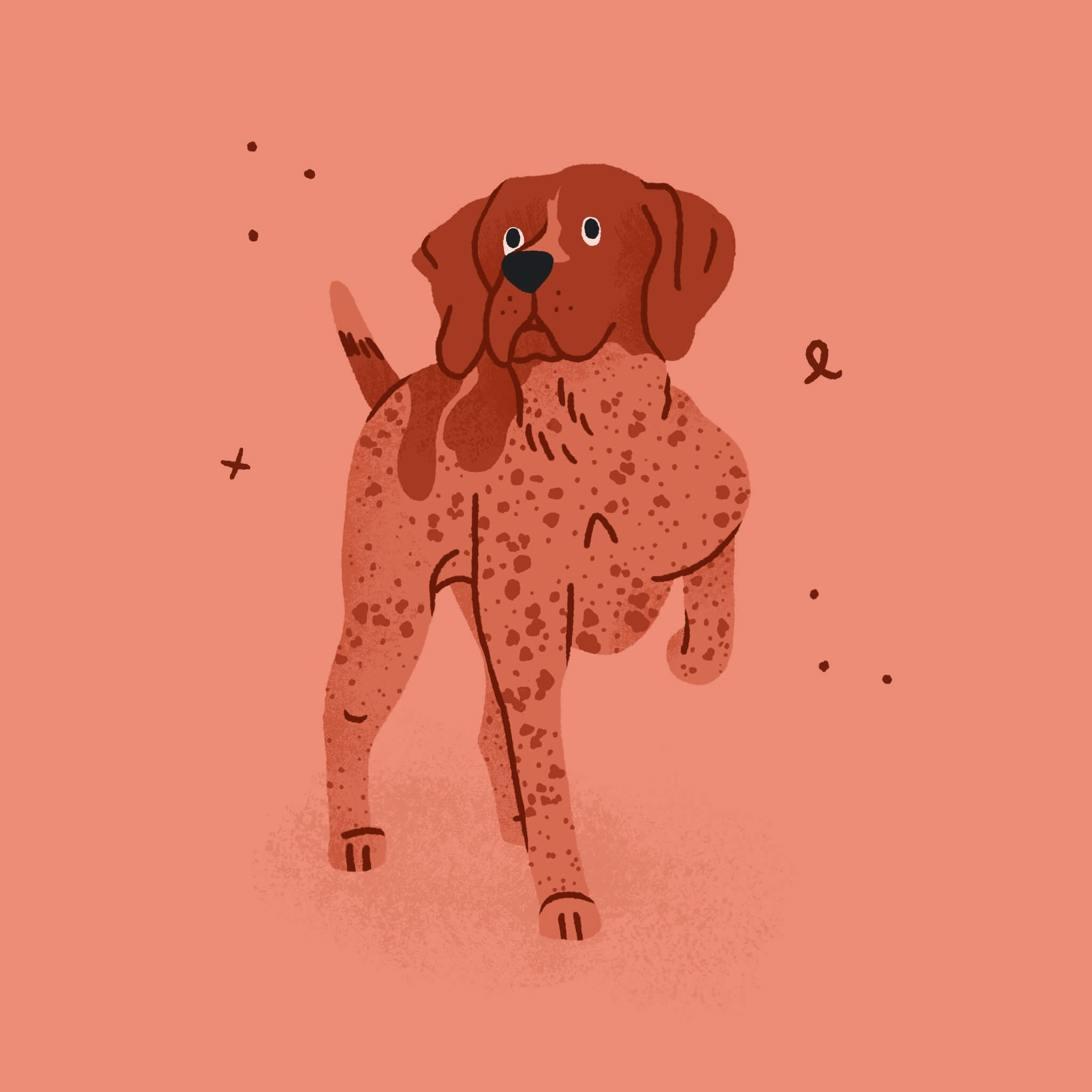 A monochromatic pink and red illustration of a German Shorthair Pointer dog in pointing position, with its leg tucked up under it