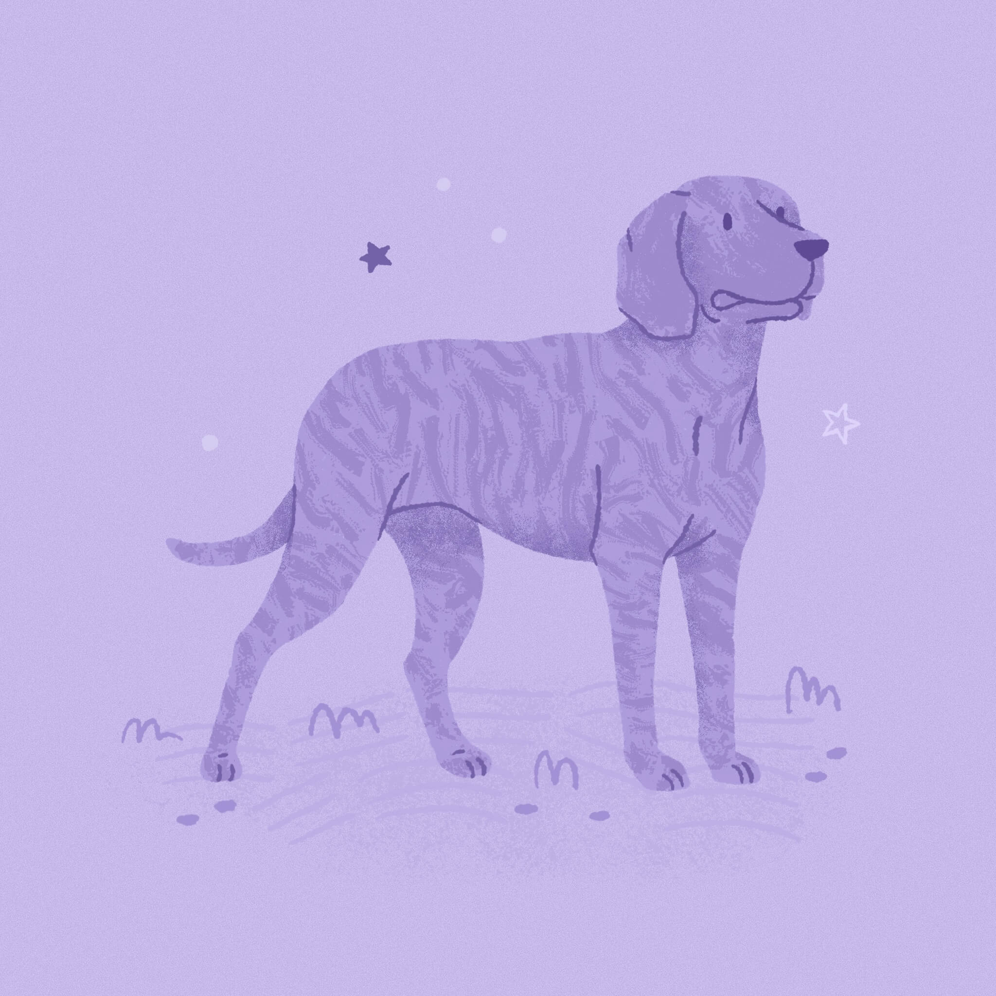 A monochromatic light purple illustration of a brindle coated Plotthound dog standing and smiling