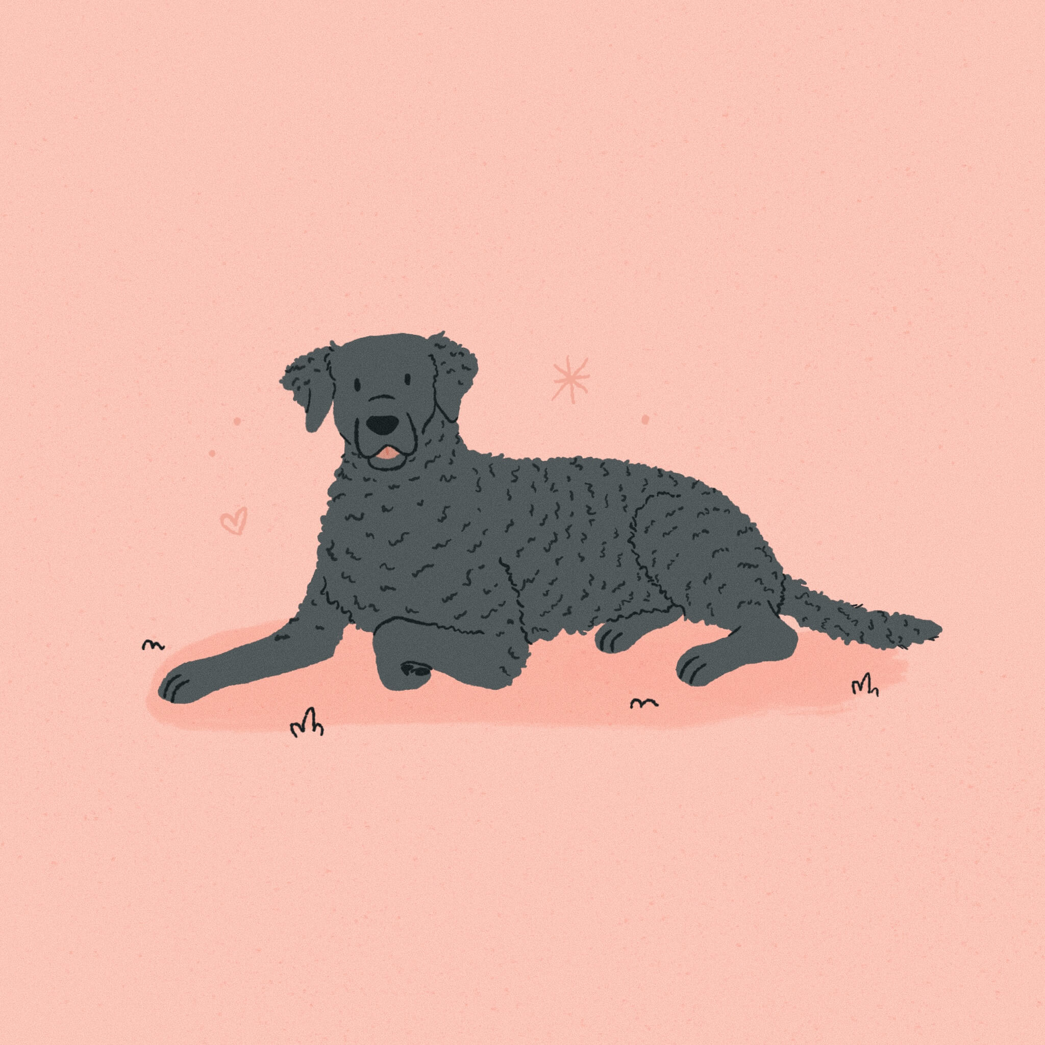 AN illustration of a curly-coated retriever laying down with a pink background