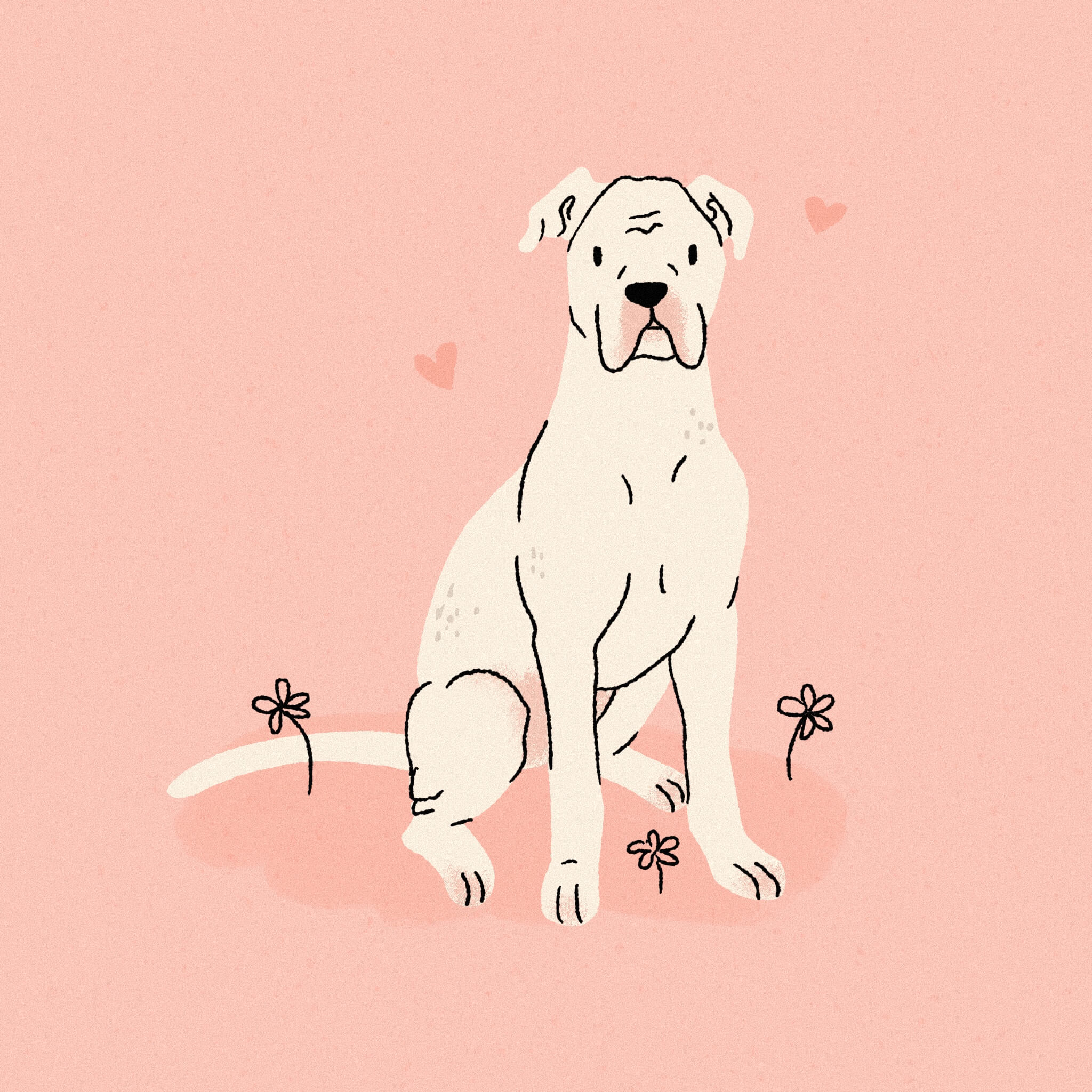 An illustration of a white Dogo Argentino dog, sitting with a bright pink background