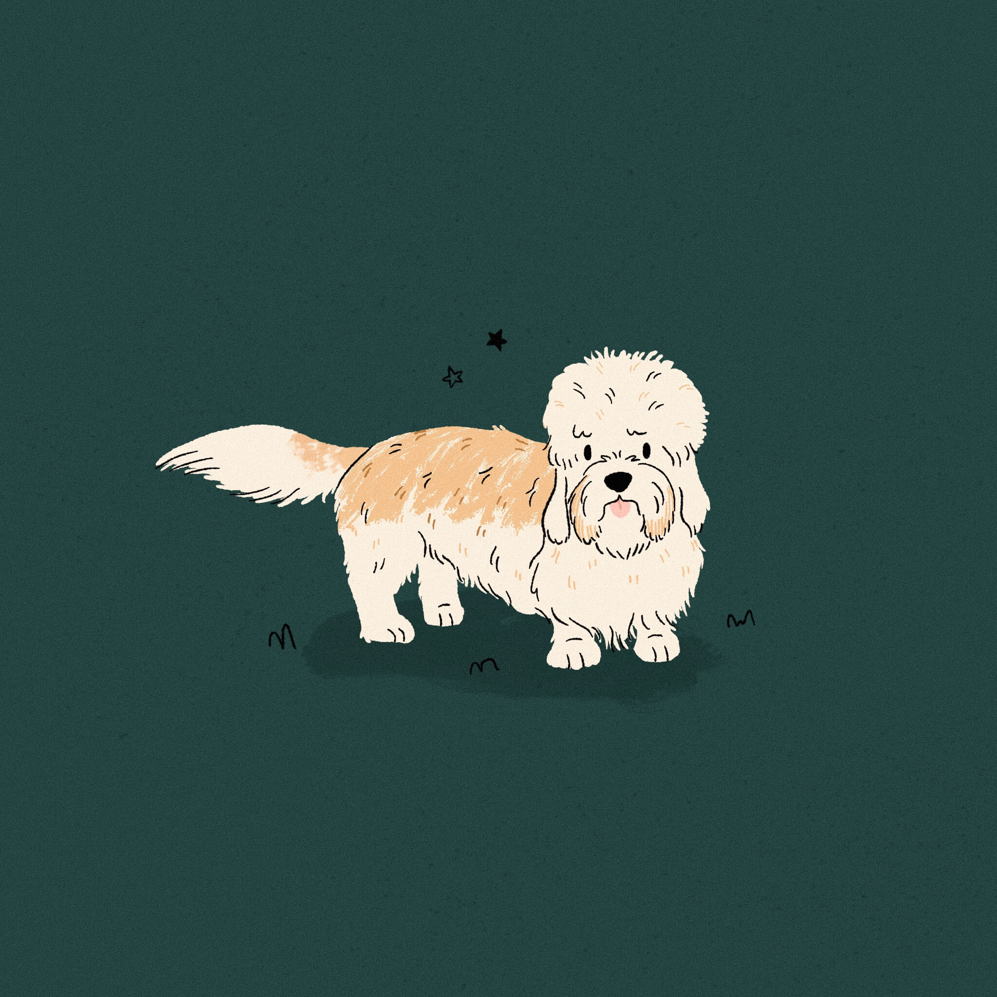 An illustration of a dandie dinmont terrier dog on a dark bluey green background