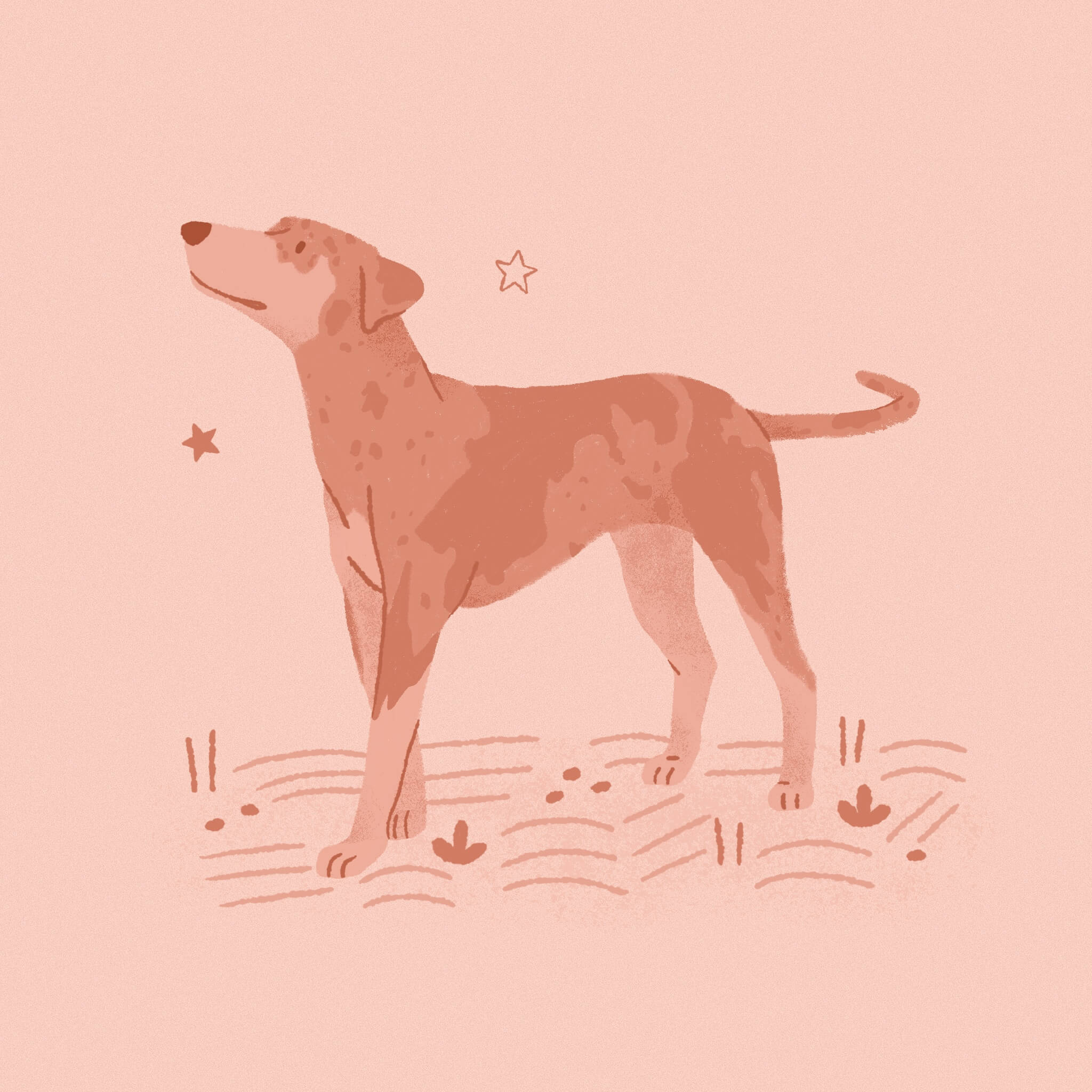 A monochromatic pink illustration of a catahoula leopard dog standing on a grassy patch