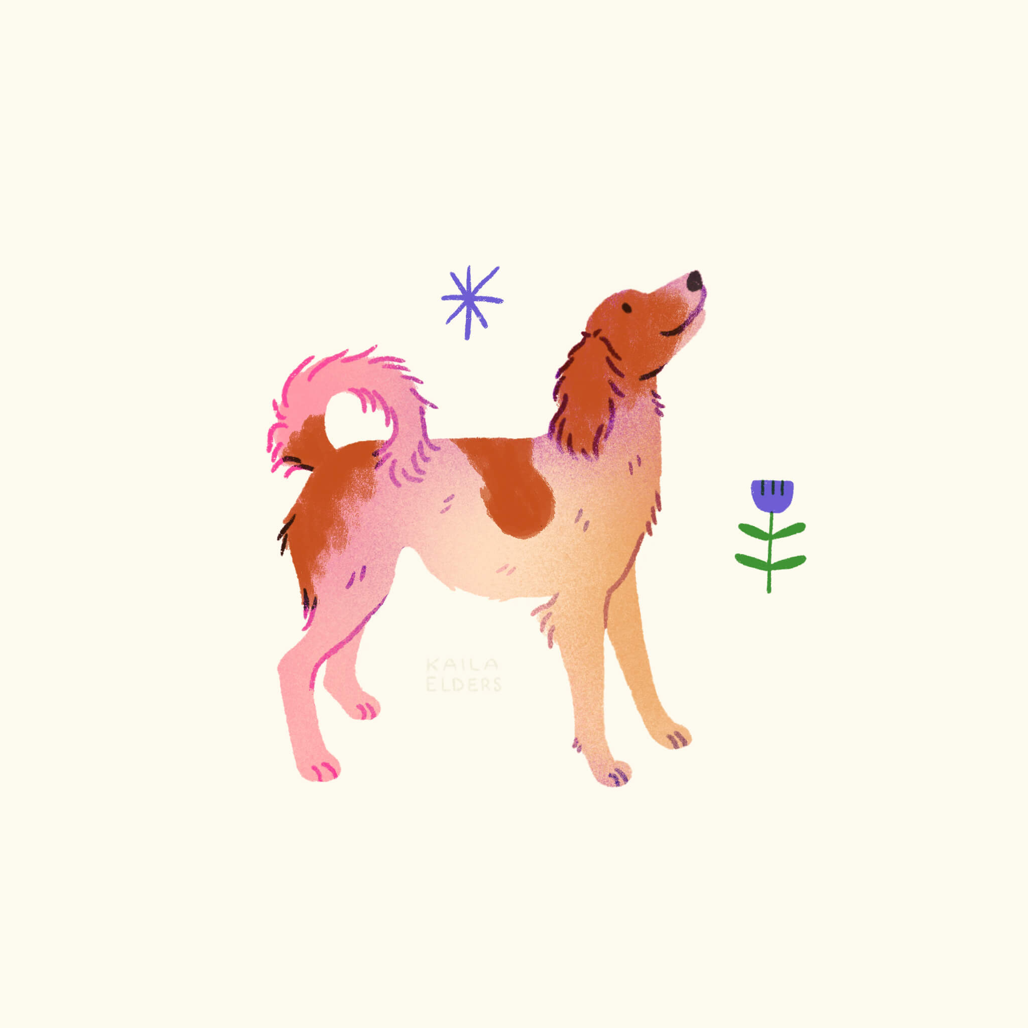 An illustration of a Kooikerhondje dog in pink, yellow, and orange tones