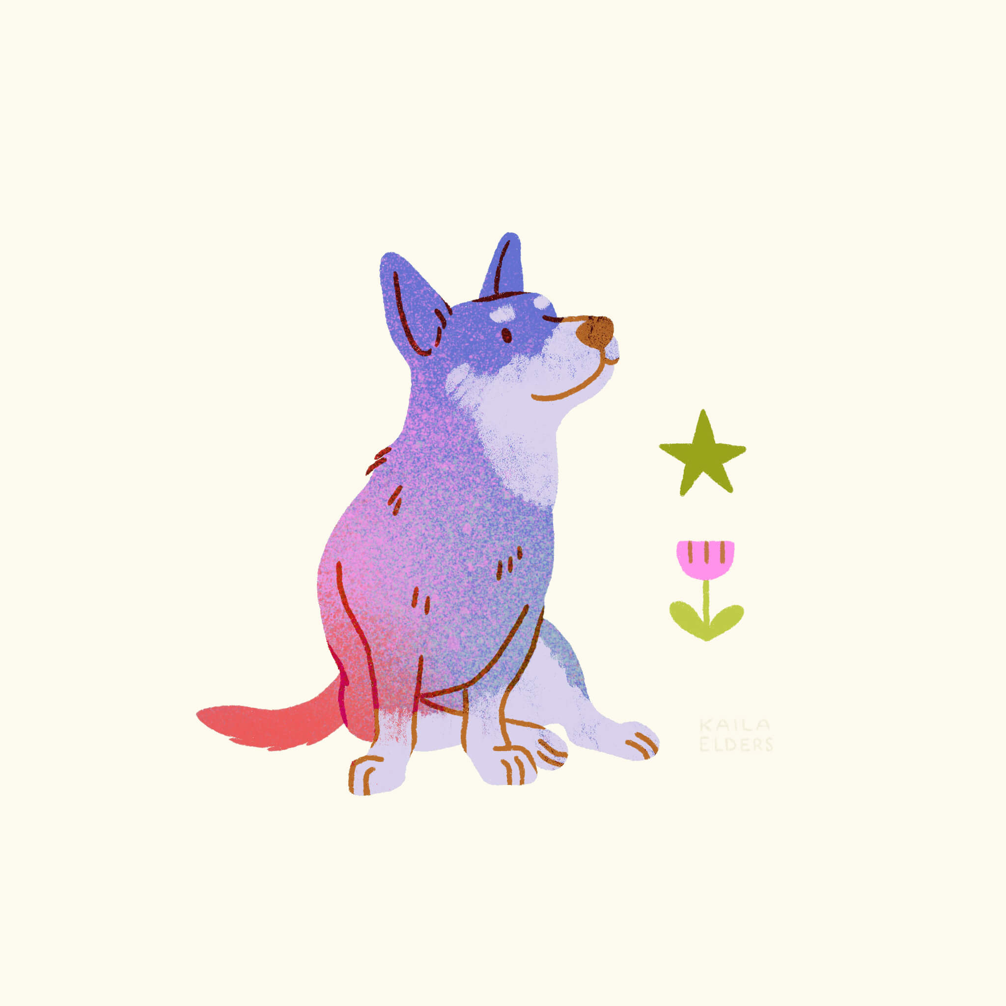 An illustration of a Lancashire Heeler sitting in red, purple and blue colours