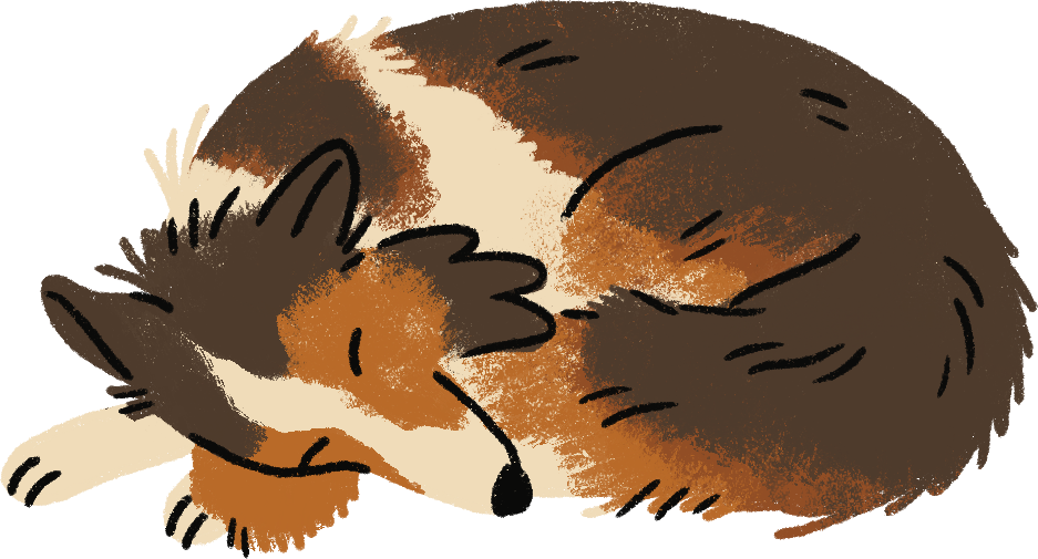 sheltie